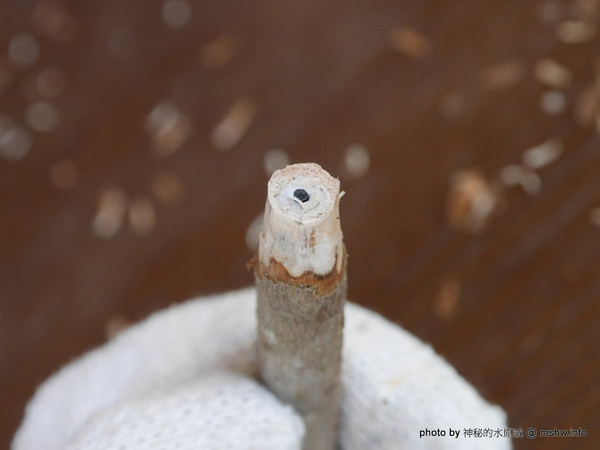 禪與松休閒養生會館：【景點】南投禪與松休閒養身會館@水里 : 最後的秘境？! 私人招待所變身檜木屋度假山莊