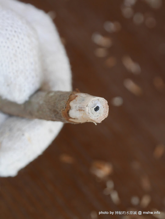 禪與松休閒養生會館：【景點】南投禪與松休閒養身會館@水里 : 最後的秘境？! 私人招待所變身檜木屋度假山莊