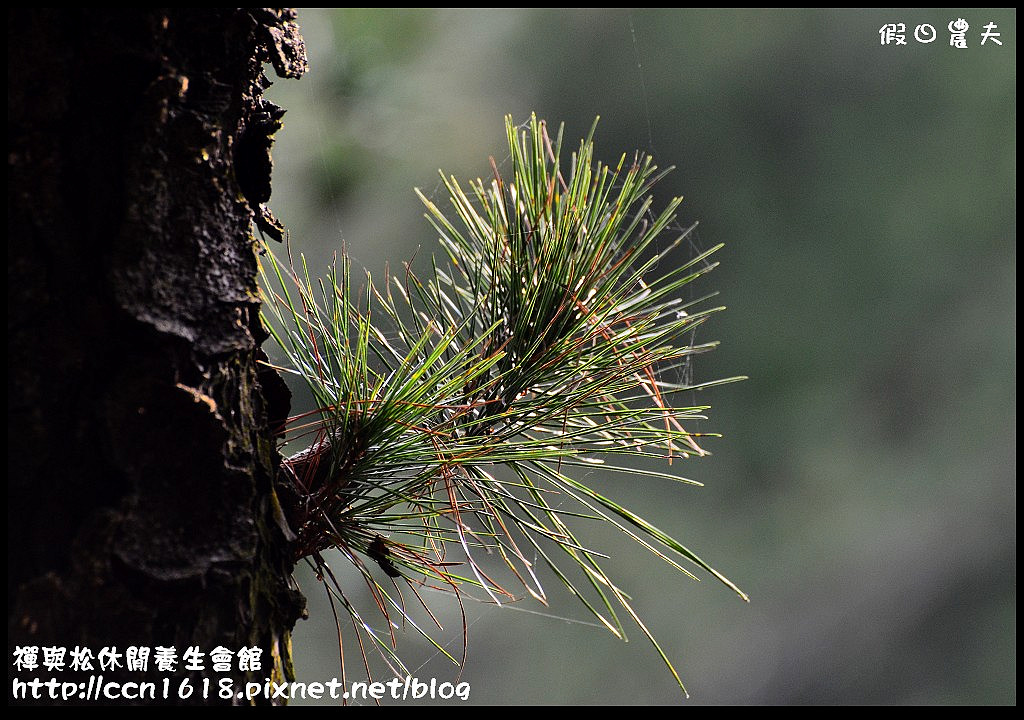 禪與松休閒養生會館DSC_1351