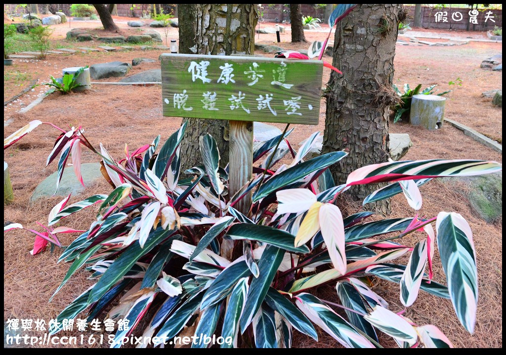 禪與松休閒養生會館DSC_1199