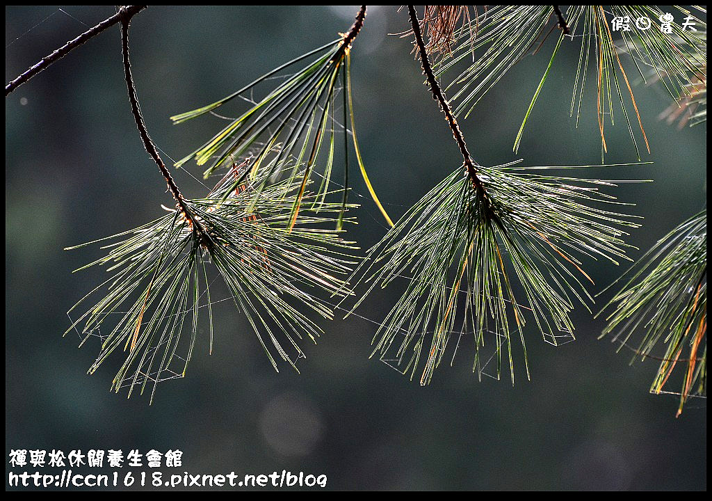 禪與松休閒養生會館DSC_1349
