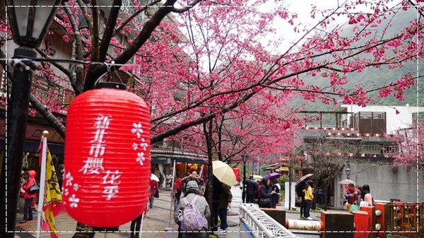 2015烏來瀑布浪漫櫻光夜:【新北◍•ᴗ•◍烏來】烏來勇士廣場✯夜櫻景點・2015烏來瀑布浪漫櫻光夜賞夜櫻|烏來櫻花季-新北市烏來首次夜櫻活動