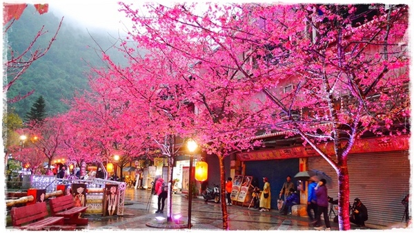 2015烏來瀑布浪漫櫻光夜:【新北◍•ᴗ•◍烏來】烏來勇士廣場✯夜櫻景點・2015烏來瀑布浪漫櫻光夜賞夜櫻|烏來櫻花季-新北市烏來首次夜櫻活動