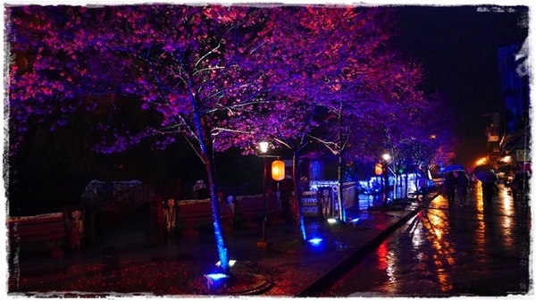 2015烏來瀑布浪漫櫻光夜:【新北◍•ᴗ•◍烏來】烏來勇士廣場✯夜櫻景點・2015烏來瀑布浪漫櫻光夜賞夜櫻|烏來櫻花季-新北市烏來首次夜櫻活動