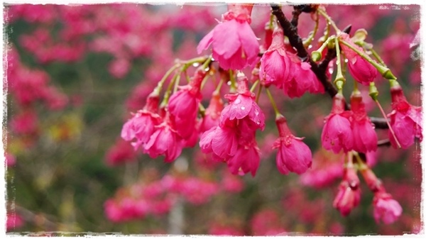 2015烏來瀑布浪漫櫻光夜:【新北◍•ᴗ•◍烏來】烏來勇士廣場✯夜櫻景點・2015烏來瀑布浪漫櫻光夜賞夜櫻|烏來櫻花季-新北市烏來首次夜櫻活動