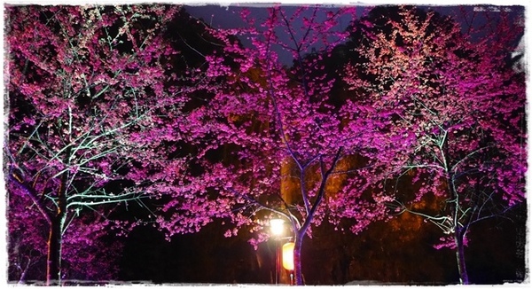 2015烏來瀑布浪漫櫻光夜:【新北◍•ᴗ•◍烏來】烏來勇士廣場✯夜櫻景點・2015烏來瀑布浪漫櫻光夜賞夜櫻|烏來櫻花季-新北市烏來首次夜櫻活動