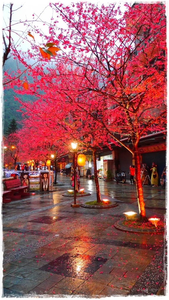 2015烏來瀑布浪漫櫻光夜:【新北◍•ᴗ•◍烏來】烏來勇士廣場✯夜櫻景點・2015烏來瀑布浪漫櫻光夜賞夜櫻|烏來櫻花季-新北市烏來首次夜櫻活動