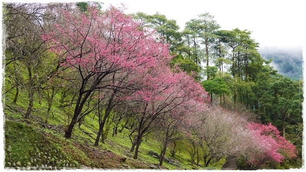 2015烏來瀑布浪漫櫻光夜:【新北◍•ᴗ•◍烏來】烏來勇士廣場✯夜櫻景點・2015烏來瀑布浪漫櫻光夜賞夜櫻|烏來櫻花季-新北市烏來首次夜櫻活動
