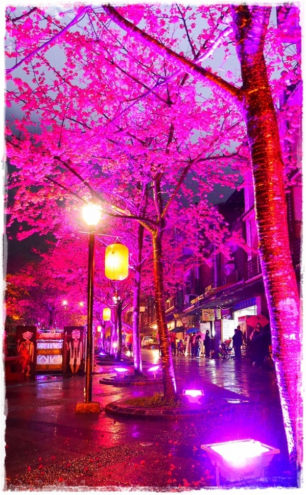 2015烏來瀑布浪漫櫻光夜:【新北◍•ᴗ•◍烏來】烏來勇士廣場✯夜櫻景點・2015烏來瀑布浪漫櫻光夜賞夜櫻|烏來櫻花季-新北市烏來首次夜櫻活動