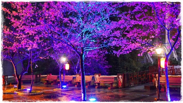 2015烏來瀑布浪漫櫻光夜:【新北◍•ᴗ•◍烏來】烏來勇士廣場✯夜櫻景點・2015烏來瀑布浪漫櫻光夜賞夜櫻|烏來櫻花季-新北市烏來首次夜櫻活動