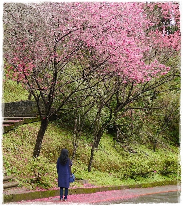 2015烏來瀑布浪漫櫻光夜:【新北◍•ᴗ•◍烏來】烏來勇士廣場✯夜櫻景點・2015烏來瀑布浪漫櫻光夜賞夜櫻|烏來櫻花季-新北市烏來首次夜櫻活動