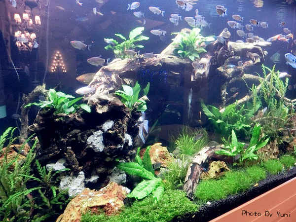 Fattys義式創意餐廳(公益店)：【邀稿】台中公益路美食!燈光美氣氛佳♥質感系義式餐廳 @Fatty's義式創意餐廳(公益店)