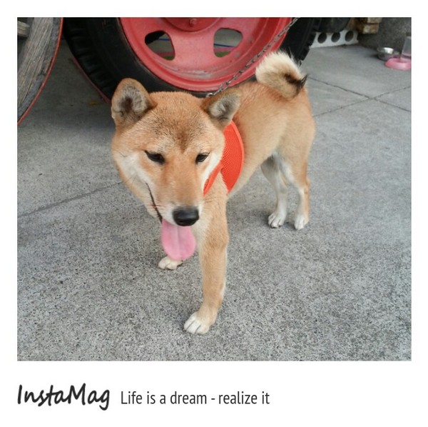 樂米工坊LeRiz：米做的健康養生蛋糕和麵包&樂米工坊LeRiz(米麵包觀光工廠)