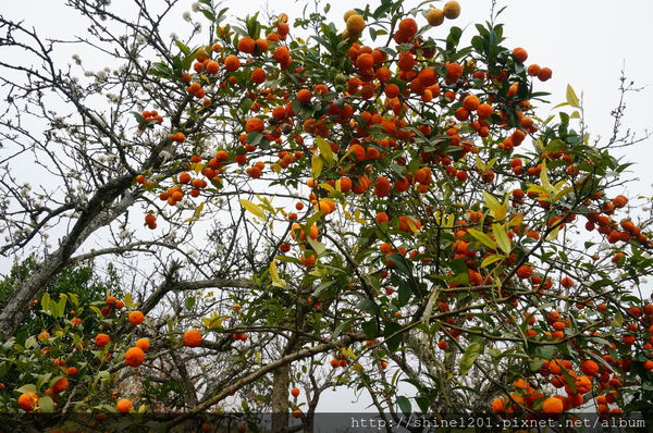 【苗栗採草莓】訪泰安石水坊高山冷草莓二訪  無敵美景採苺體驗