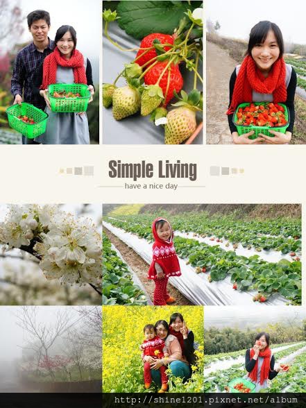 【苗栗採草莓】訪泰安石水坊高山冷草莓二訪  無敵美景採苺體驗