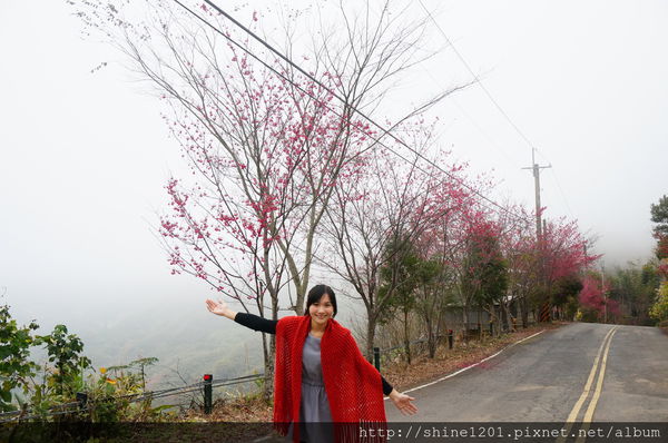 【苗栗採草莓】訪泰安石水坊高山冷草莓二訪  無敵美景採苺體驗