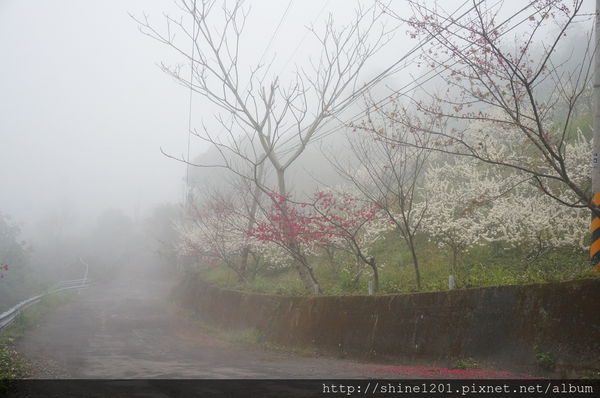 【苗栗採草莓】訪泰安石水坊高山冷草莓二訪  無敵美景採苺體驗
