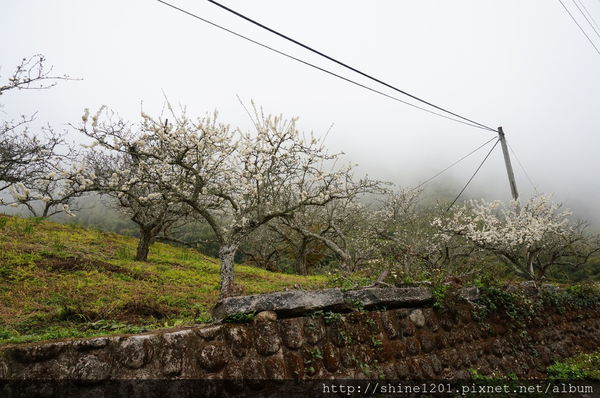 【苗栗採草莓】訪泰安石水坊高山冷草莓二訪  無敵美景採苺體驗