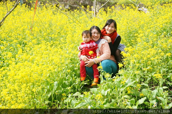 【苗栗採草莓】訪泰安石水坊高山冷草莓二訪  無敵美景採苺體驗