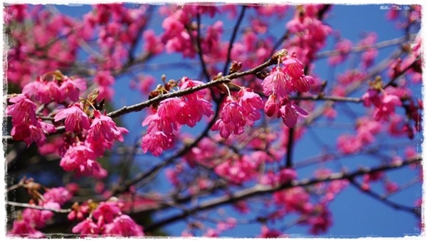 石碇鱷魚島：【新北◍•ᴗ•◍石碇】石碇鱷魚潭、潭腰景色攻略✯私房景點・絕美秘境石碇鱷魚島｜前往秘境路線走法大公開