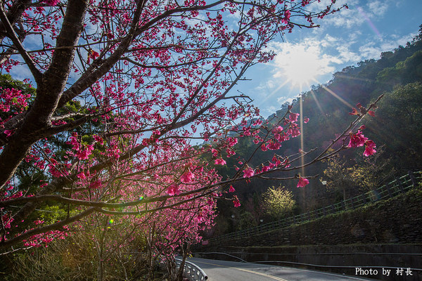 屏東縣霧台鄉霧台村：【遊記】｛屏東。霧台鄉｝尋找那不可一世的霧台櫻花王