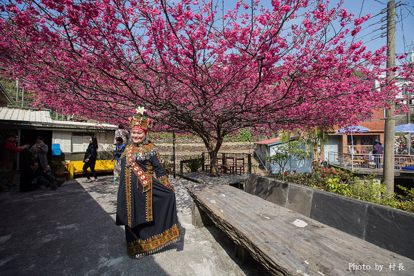 屏東縣霧台鄉霧台村：【遊記】｛屏東。霧台鄉｝尋找那不可一世的霧台櫻花王