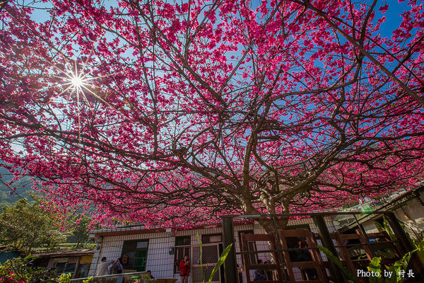 屏東縣霧台鄉霧台村：【遊記】｛屏東。霧台鄉｝尋找那不可一世的霧台櫻花王