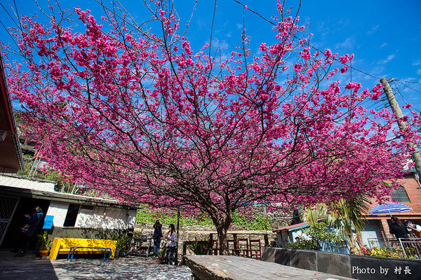屏東縣霧台鄉霧台村：【遊記】｛屏東。霧台鄉｝尋找那不可一世的霧台櫻花王