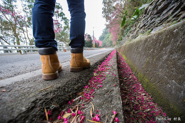 屏東縣霧台鄉霧台村：【遊記】｛屏東。霧台鄉｝尋找那不可一世的霧台櫻花王