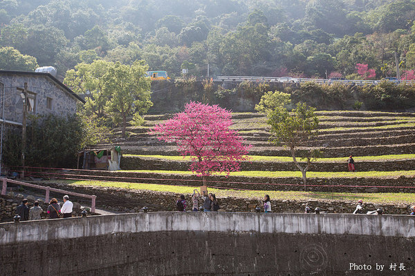 屏東縣霧台鄉霧台村：【遊記】｛屏東。霧台鄉｝尋找那不可一世的霧台櫻花王