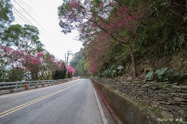 屏東縣霧台鄉霧台村：【遊記】｛屏東。霧台鄉｝尋找那不可一世的霧台櫻花王