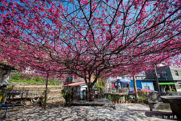 屏東縣霧台鄉霧台村：【遊記】｛屏東。霧台鄉｝尋找那不可一世的霧台櫻花王