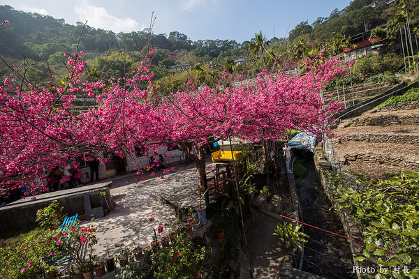 屏東縣霧台鄉霧台村：【遊記】｛屏東。霧台鄉｝尋找那不可一世的霧台櫻花王