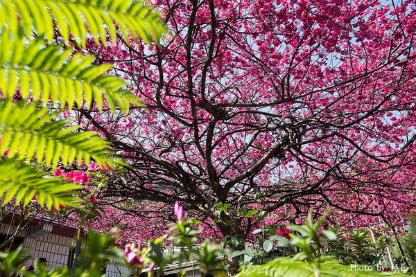 屏東縣霧台鄉霧台村：【遊記】｛屏東。霧台鄉｝尋找那不可一世的霧台櫻花王