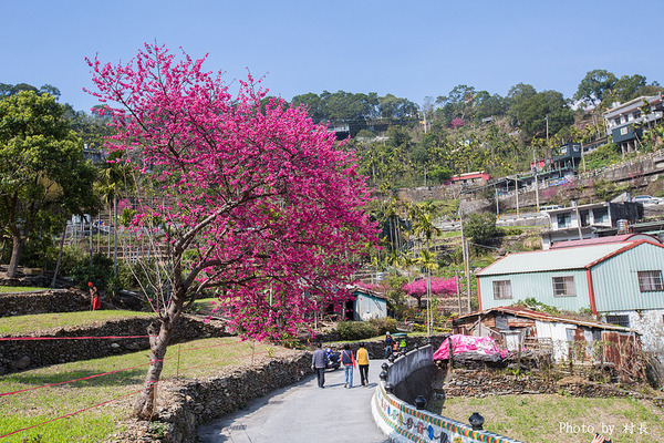 屏東縣霧台鄉霧台村：【遊記】｛屏東。霧台鄉｝尋找那不可一世的霧台櫻花王