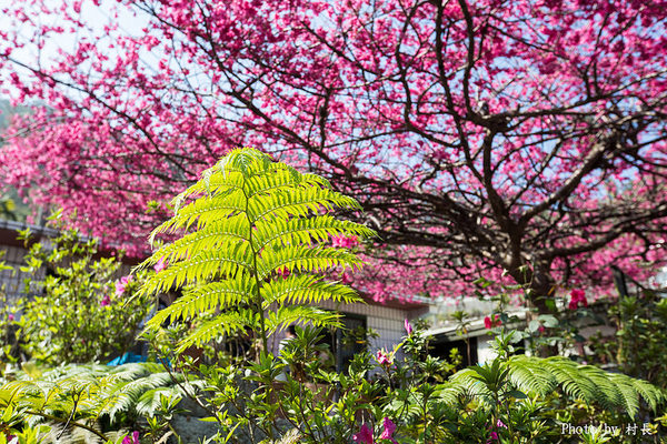 屏東縣霧台鄉霧台村：【遊記】｛屏東。霧台鄉｝尋找那不可一世的霧台櫻花王