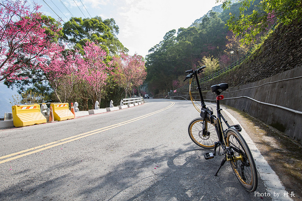 屏東縣霧台鄉霧台村：【遊記】｛屏東。霧台鄉｝尋找那不可一世的霧台櫻花王