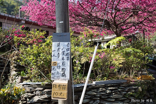 屏東縣霧台鄉霧台村：【遊記】｛屏東。霧台鄉｝尋找那不可一世的霧台櫻花王