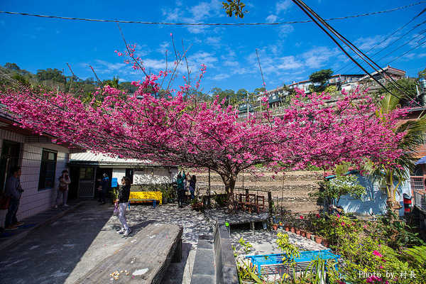 屏東縣霧台鄉霧台村：【遊記】｛屏東。霧台鄉｝尋找那不可一世的霧台櫻花王