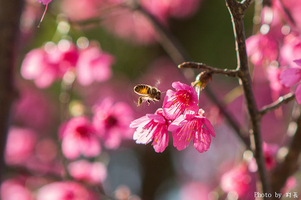 屏東縣霧台鄉霧台村：【遊記】｛屏東。霧台鄉｝尋找那不可一世的霧台櫻花王