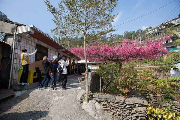 屏東縣霧台鄉霧台村：【遊記】｛屏東。霧台鄉｝尋找那不可一世的霧台櫻花王