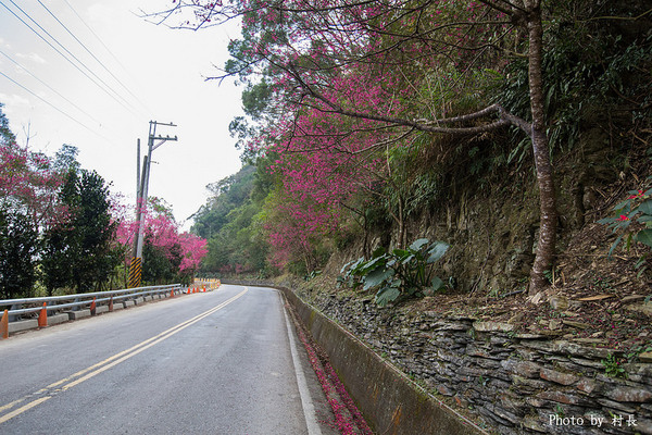 屏東縣霧台鄉霧台村：【遊記】｛屏東。霧台鄉｝尋找那不可一世的霧台櫻花王