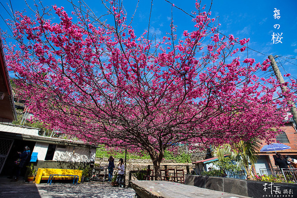 屏東縣霧台鄉霧台村：【遊記】｛屏東。霧台鄉｝尋找那不可一世的霧台櫻花王