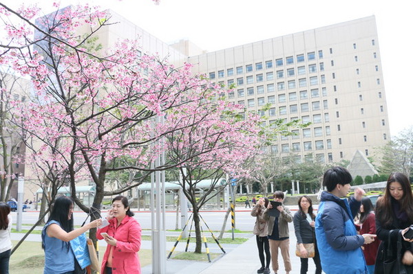 松壽廣場公園：<台北|信義>信義商圈粉紅小確幸櫻花林~松高路與松高路交叉口*松壽廣場公園*捷運市政府站