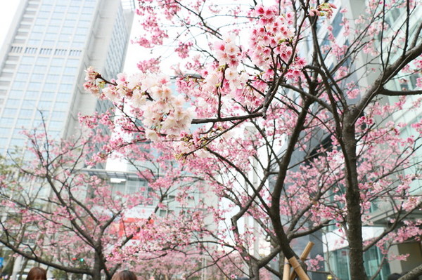 松壽廣場公園：<台北|信義>信義商圈粉紅小確幸櫻花林~松高路與松高路交叉口*松壽廣場公園*捷運市政府站