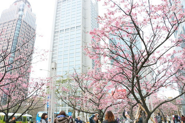 松壽廣場公園：<台北|信義>信義商圈粉紅小確幸櫻花林~松高路與松高路交叉口*松壽廣場公園*捷運市政府站