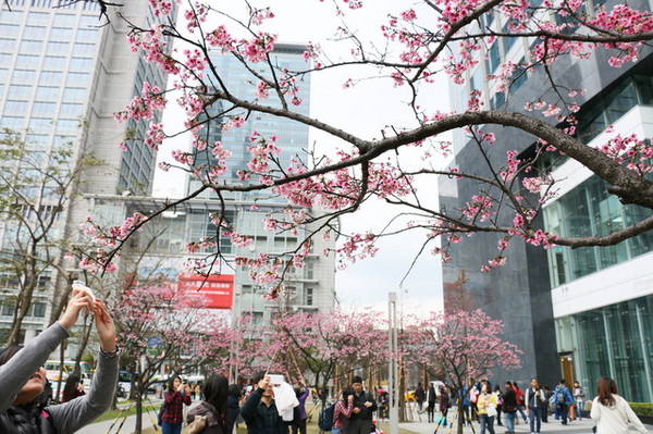 松壽廣場公園：<台北|信義>信義商圈粉紅小確幸櫻花林~松高路與松高路交叉口*松壽廣場公園*捷運市政府站