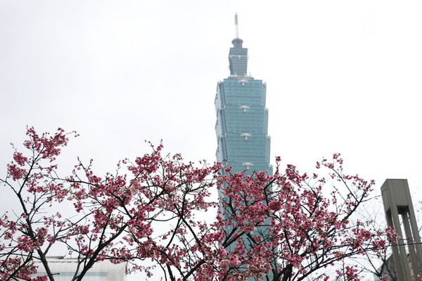 松壽廣場公園：<台北|信義>信義商圈粉紅小確幸櫻花林~松高路與松高路交叉口*松壽廣場公園*捷運市政府站