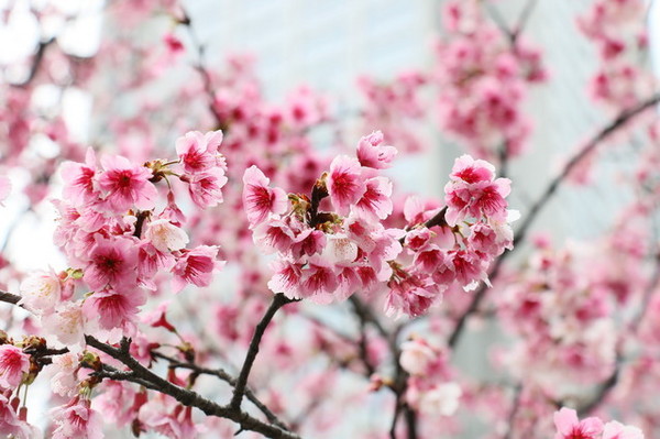 松壽廣場公園：<台北|信義>信義商圈粉紅小確幸櫻花林~松高路與松高路交叉口*松壽廣場公園*捷運市政府站