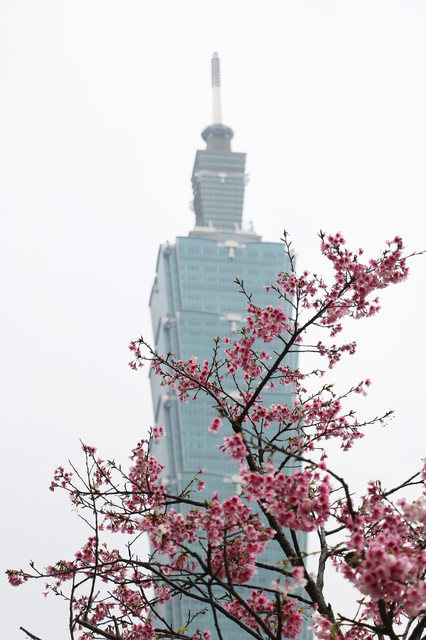 松壽廣場公園：<台北|信義>信義商圈粉紅小確幸櫻花林~松高路與松高路交叉口*松壽廣場公園*捷運市政府站